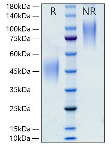 Recombinant Rat CSF-1/M-CSF Protein (RPCB1231)