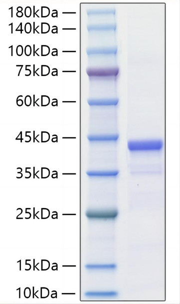 Recombinant Mouse IGF-II Protein (RPCB1241)