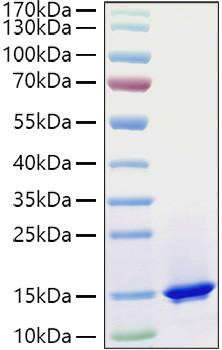 Recombinant Mouse Complement C3 Protein (RPCB1247)