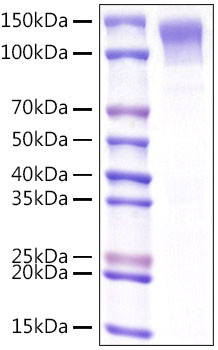 Recombinant Mouse Low-density lipoprotein receptor/LDLR Protein (RPCB1249)
