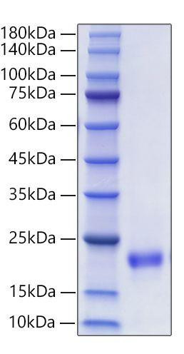 Recombinant Mouse VEGF-D/FIGF Protein (RPCB1252)