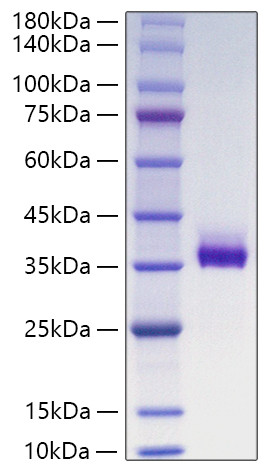 Recombinant Human Angiopoietin-like 3/ANGPTL3(237-460) Protein (RPCB1254)