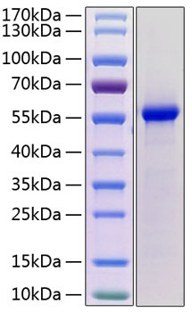 Recombinant Mouse Renin-1/REN1 Protein (RPCB1260)
