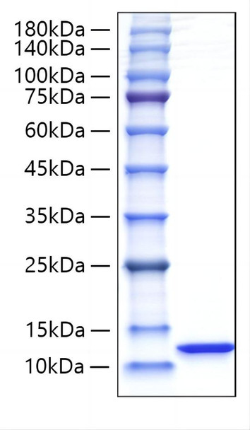 Recombinant Rat  CXCL1/GRO-alpha  Protein (RPCB1282)