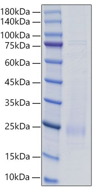 Recombinant Rat IL-18 Protein (RPCB1283)