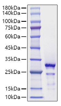 Recombinant Human HMGB2 Protein (RPCB1336)