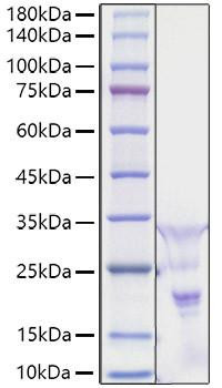 Recombinant Human PDGF-AA Protein (RPCB1346)