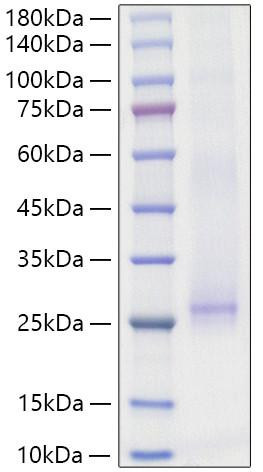 Recombinant Mouse IL-17E Protein (RPCB1353)