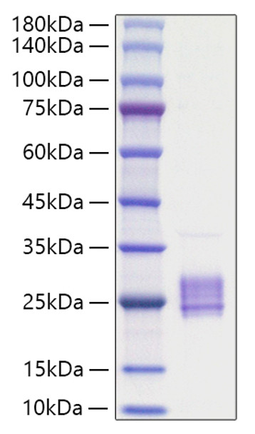 Recombinant Mouse IL-23A/IL-23 p19 Protein (RPCB1357)