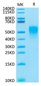 Recombinant Cynomolgus TNFRSF1B/TNF-R2/CD120b Protein (RPCB1366)