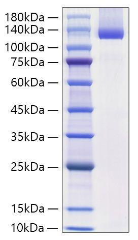 Recombinant Mouse  Neuropilin-1/NRP1/VEGF165R/CD304 Protein (RPCB1387)