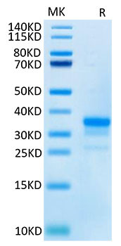 Recombinant Cynomolgus TNFRSF5/CD40 Protein (RPCB1417)