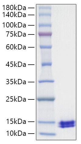 Recombinant Human CCL5/RANTES Protein (RPCB1468)