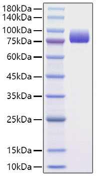 Recombinant Human Afamin/AFM Protein (RPCB1495)