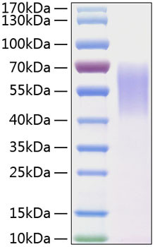 Recombinant Human LYPD3 Protein (RPCB1508)
