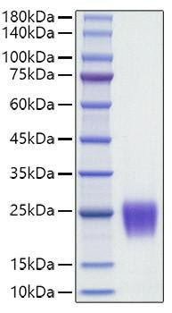 Recombinant Human Follicle Stimulating Hormone (FSH) (CGA&FSHB) Protein (RPCB1518)