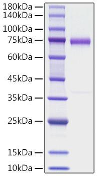 Recombinant human Olfactomedin-4/OLFM4 Protein (RPCB1525)