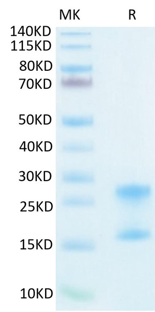 Recombinant Human IL-17A&IL-17F Protein (RPCB1549)