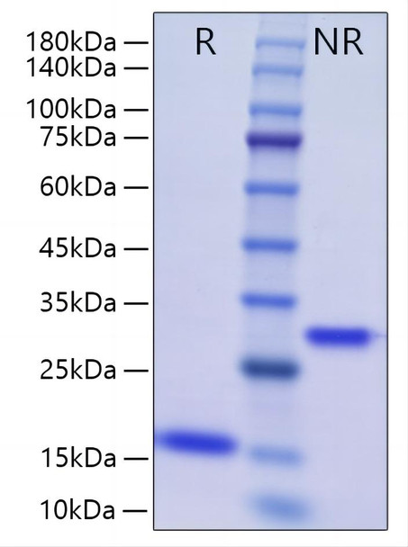 Recombinant Human/Mouse/Rat mature BMP-2 Protein (RPCB1593)