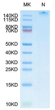 Recombinant Human LMP2(HLA-A*11:01) Tetramer Protein (RPCB1626)