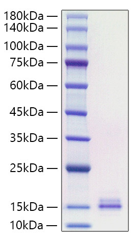 Recombinant Human CCL19/MIP-3 beta Protein (RPCB1629)