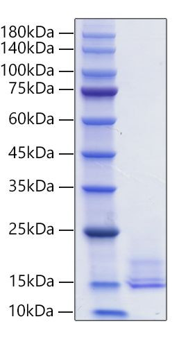 Recombinant Human CCL16/HCC-4 Protein (RPCB1640)