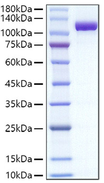 Recombinant Mouse Transferrin/TF Protein (RPCB1667)