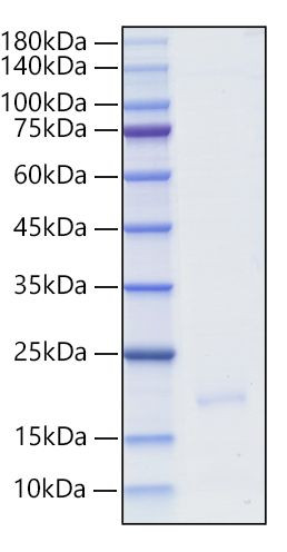 Recombinant Human IFN-alpha WA/ IFNA16 Protein (RPCB1687)