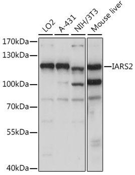 Anti-IARS2 Antibody (CAB15861)