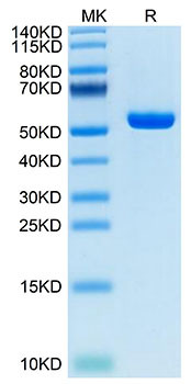 Recombinant Human P53 R175H (HLA-A*02:01) Complex Protein (RPCB1696)