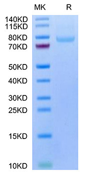 Recombinant Human LRRC15/LIB Protein (RPCB1697)