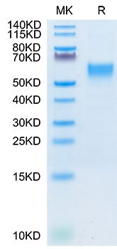Recombinant Cynomolgus IL-3RA/CD123 Protein (RPCB1704)
