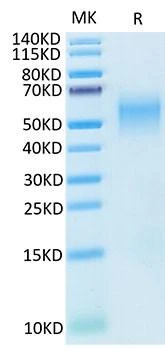 Recombinant Cynomolgus B7-H2/ICOSLG/CD275 Protein (RPCB1725)