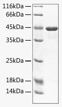 Recombinant Mouse TNFSF12/TWEAK Protein (RPCB1730)