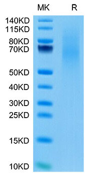 Recombinant Cynomolgus TNFSF7/CD27 Ligand/CD70 Protein (RPCB1755)