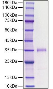 Recombinant human FGF-23 Protein (RPCB1767)