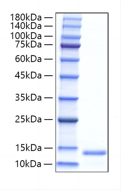 Recombinant Human GFER/ALR Protein (RPCB1769)