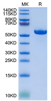 Biotinylated Recombinant  Human HLA-G Complex Protein (RPCB1774)