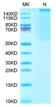 Recombinant Human Survivin (HLA-A*02:01) Complex Tetramer Protein (RPCB1786)
