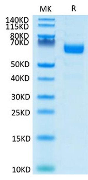 Recombinant Human LILRA4/ILT-7/CD85g Protein (RPCB1804)