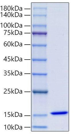 Recombinant Human Macrophage migration inhibitory factor/MIF Protein (RPCB1834)