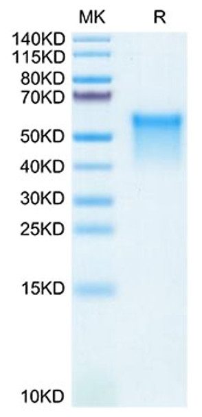 Recombinant Mouse GPVI Protein (RPCB1836)
