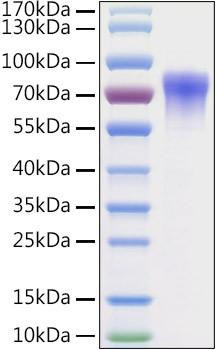 Recombinant Mouse Vitronectin/V75/VTN Protein (RPCB1843)