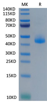 Recombinant Cynomolgus CD3 epsilon/CD3E Protein (RPCB1847)