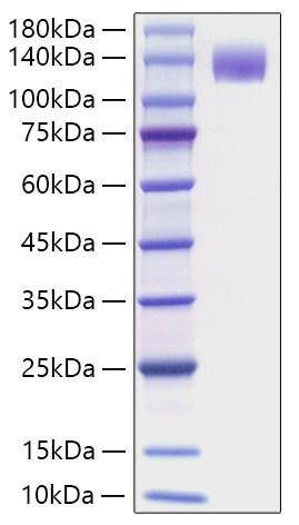 Recombinant Mouse FLT-3/FLK-2/CD135 Protein (RPCB1849)