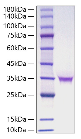 Recombinant Human FGF-18 Protein (RPCB1853)