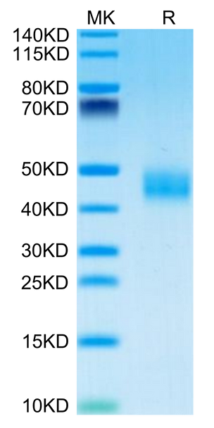 Recombinant Mouse Galectin-3/LGALS3 Protein (RPCB1883)