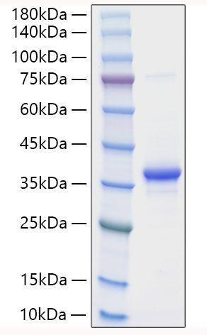 Recombinant Mouse EREG Protein (RPCB1892)