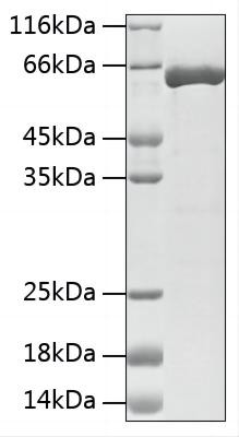 Recombinant Mouse Tyrosine 3-monooxygenase/TH Protein (RPCB1909)