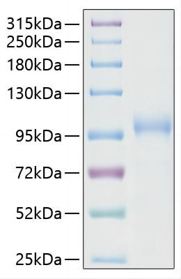 Recombinant SARS-CoV-2 RNA-dependent RNA polymerase/RDRP Protein (RPCB1913)